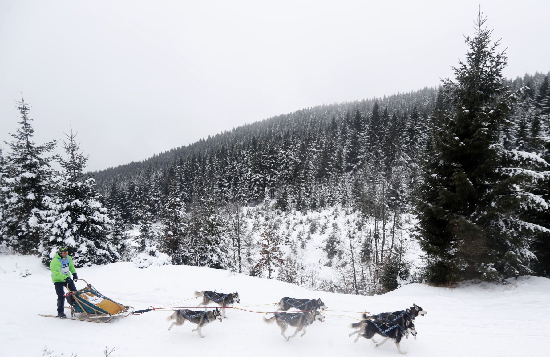 Czech Republic Dog Sled Race